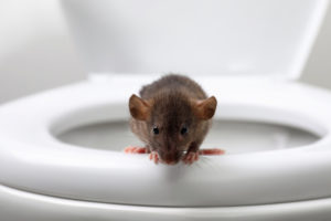 So weit sollte es nicht kommen: Ratten in der Kanalisation ernähren sich auch von Speiseabfällen, die über die Toilette entsorgt werden. Deswegen gehören Essensreste in den Müll und nicht ins Klo. Foto: adobe