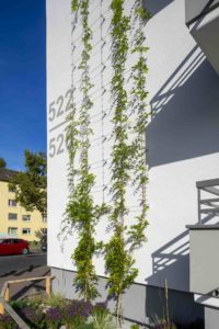 Hausfassade mit anfänglicher Begrünung am Ranksystem. Weiße wand, grüne Kletterpflanzen.