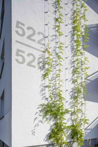 Außenaufnahme von Wohngebäude. Weiße Fassade mit Begrünung. Begrünte Fassaden wirken nicht nur optisch positiv: Sie spenden Schatten und durch Verdunstung kühlen sie sogar ihre unmittelbare Umgebung. Dadurch heizen sich Wände im Sommer nicht so stark auf. Für eine gut funktionierende Grünfassade sind geeignete Pflanzen zu wählen – und die notwendigen Rankhilfen, abgestimmt auf den Fassadenaufbau. Der „StoFix Iso-Bar ECO“ ist auf den Einsatz in Wärmedämm-Verbundsystemen optimiert.