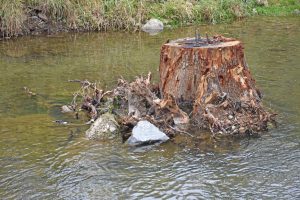 Bild von Ankerkonstruktion an Baumstamm im Flusswasser. Mit Bohrankern aus Stahl wurden Stein- und Holzstrukturen im Untergrund befestigt.